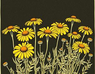 Row Of Calendula Flowers In Old Time Victorian Illustration Woodblock Or Etching Style