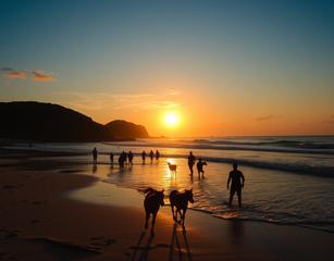 Um Buldogues Na Praia
