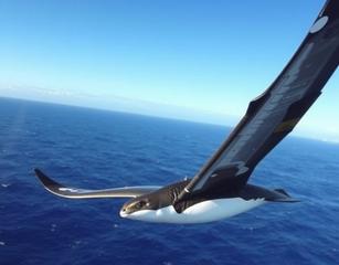 Baird Flying Over Ocean With Blue Sky