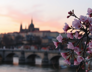 A Scenic View With A Few Blooming Cherry Branches With Pink Blossoms In The Foreground On The Right Side, Prague Castle Prominently Visible And Recognizable In The Background With Its Spires And Architecture, The Vltava River And A Stone Bridge At The Bottom Reflecting The Sunset Colors, And A Sky With Pink And Orange Hues.
